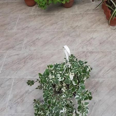 Irina Pensionat